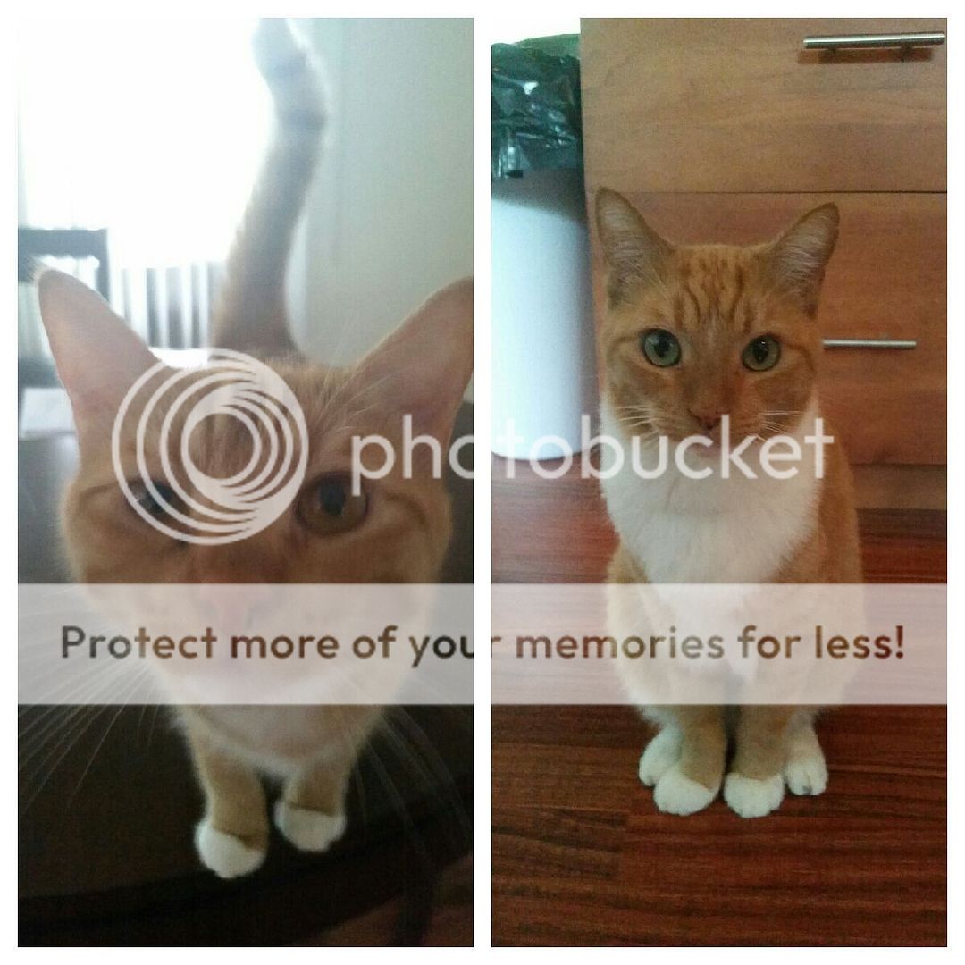 Has anyone taken their cat to Hawaii using the Same Day Release option