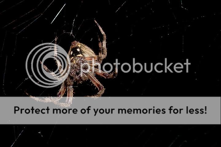 IMAGE: http://i1170.photobucket.com/albums/r523/valenciaphoto/IMG_2225.jpg