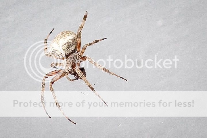 IMAGE: http://i1170.photobucket.com/albums/r523/valenciaphoto/IMG_2231.jpg