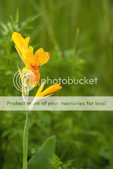 IMAGE: http://i1170.photobucket.com/albums/r523/valenciaphoto/IMG_7965-1.png