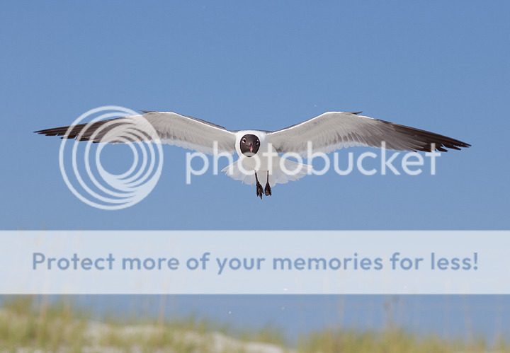 IMAGE: http://i1170.photobucket.com/albums/r523/valenciaphoto/IMG_8483.png