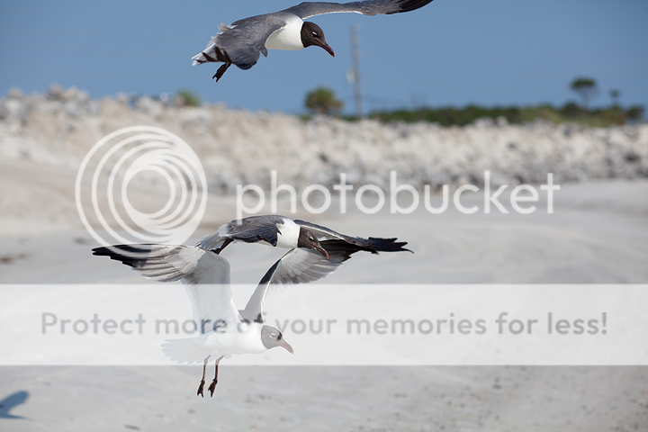 IMAGE: http://i1170.photobucket.com/albums/r523/valenciaphoto/IMG_8496.png