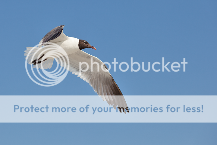 IMAGE: http://i1170.photobucket.com/albums/r523/valenciaphoto/IMG_8498.png