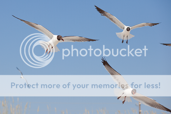 IMAGE: http://i1170.photobucket.com/albums/r523/valenciaphoto/IMG_8510.png