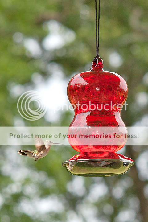 IMAGE: http://i1170.photobucket.com/albums/r523/valenciaphoto/IMG_8807.png