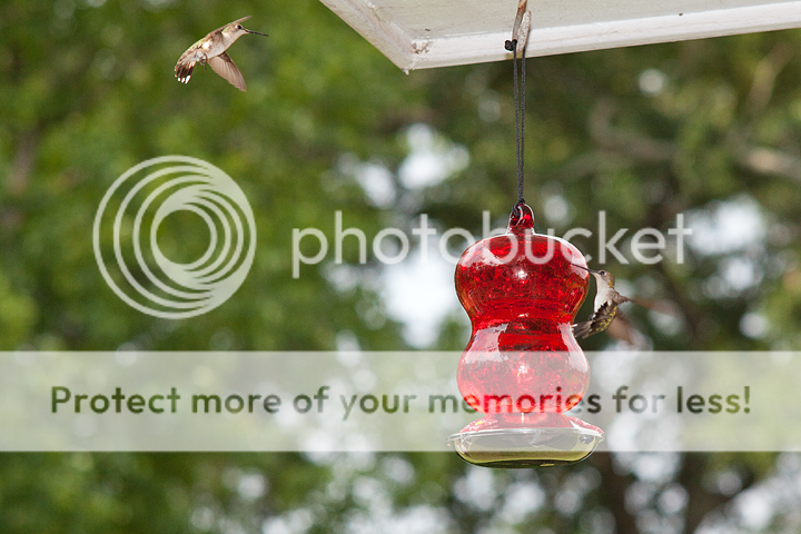 IMAGE: http://i1170.photobucket.com/albums/r523/valenciaphoto/IMG_8815.png