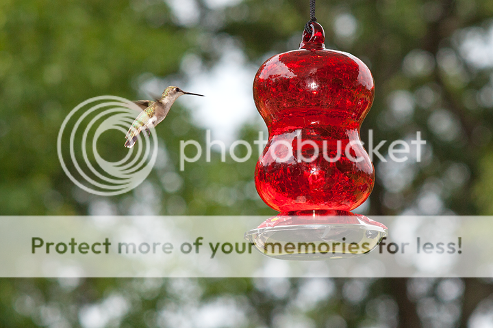 IMAGE: http://i1170.photobucket.com/albums/r523/valenciaphoto/IMG_8816.png