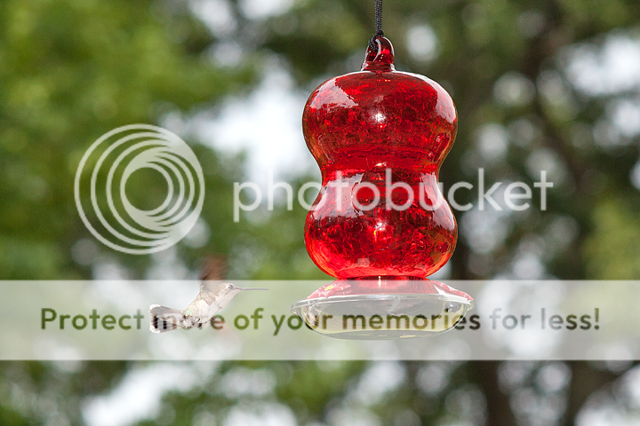 IMAGE: http://i1170.photobucket.com/albums/r523/valenciaphoto/IMG_8828.png