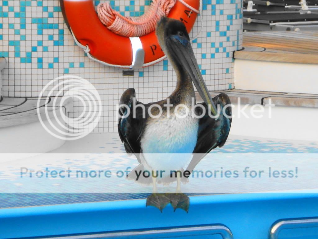 偶遇鵜鶘郵輪游泳池戲水 東加勒比海遊記（一）