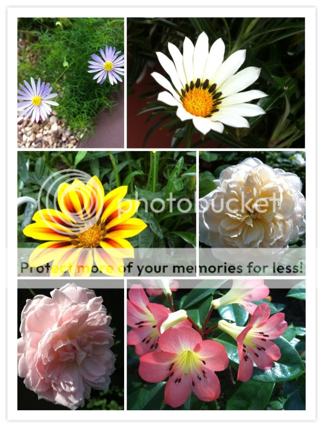 Uploaded from the Photobucket iPhone App