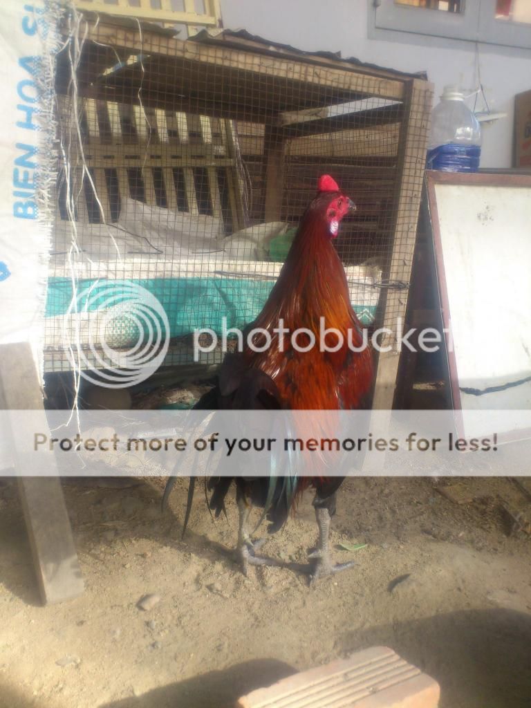 Gà Peru Tơ Rặc Giá Tốt - 1