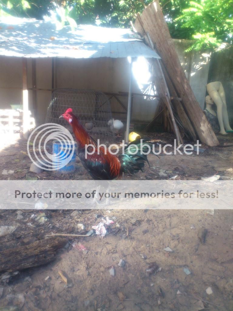 Gà Peru Tơ Rặc Giá Tốt