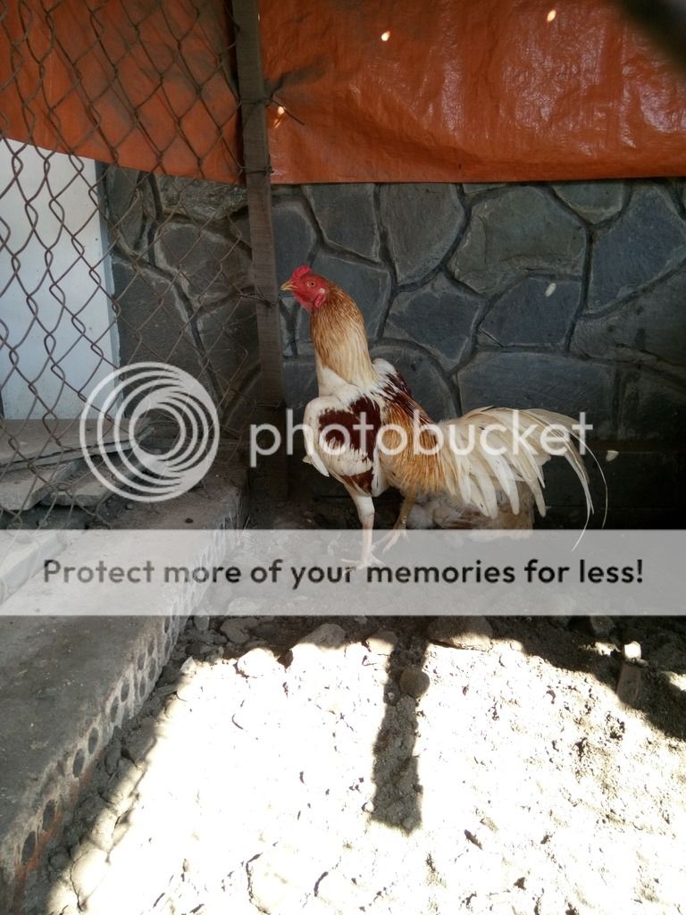 Asil 2kg3 giá tốt - 1