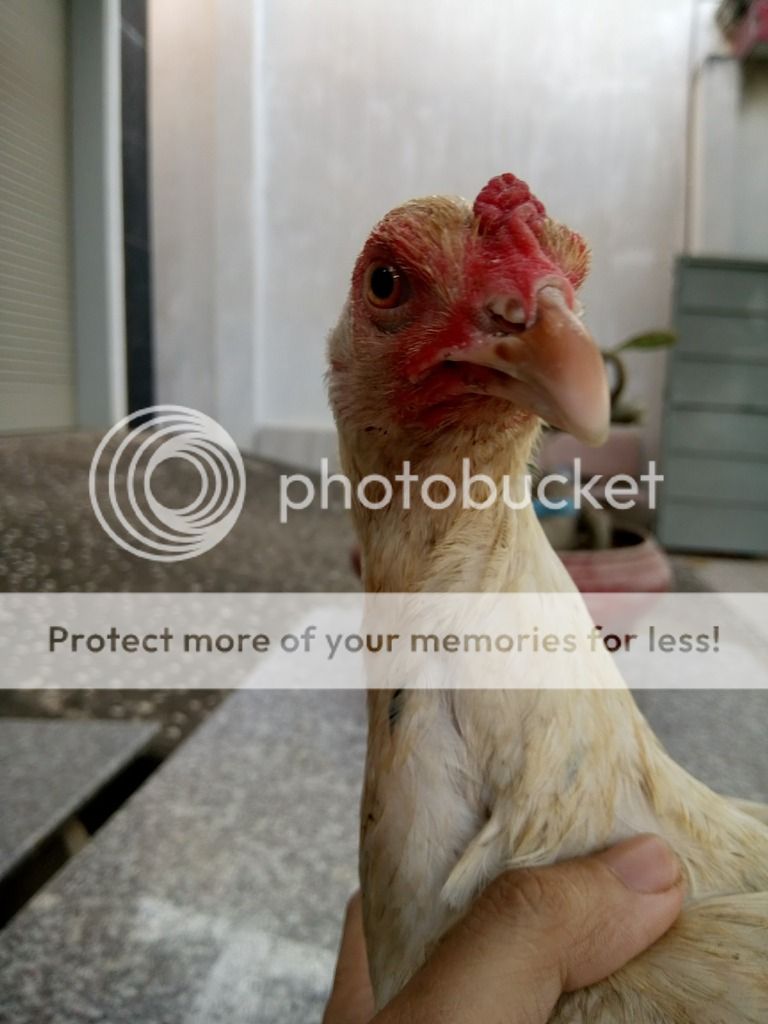 Asil 2kg3 giá tốt - 9