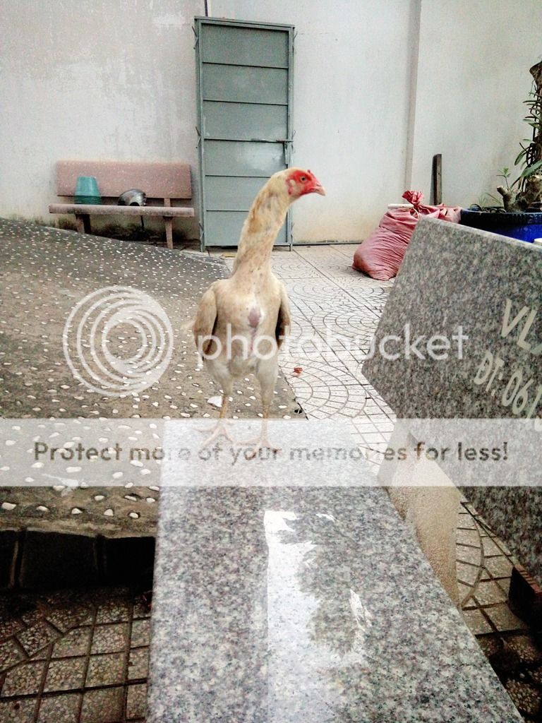 Asil 2kg3 giá tốt - 2