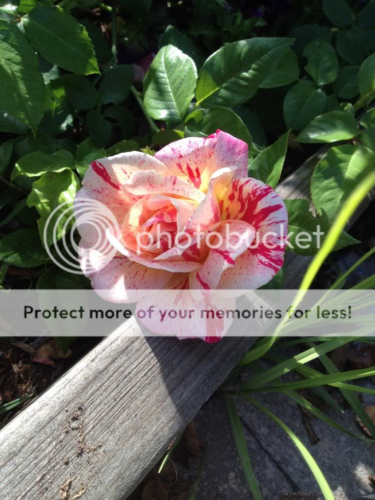  photo IMG_0065_zps13db8815.jpg