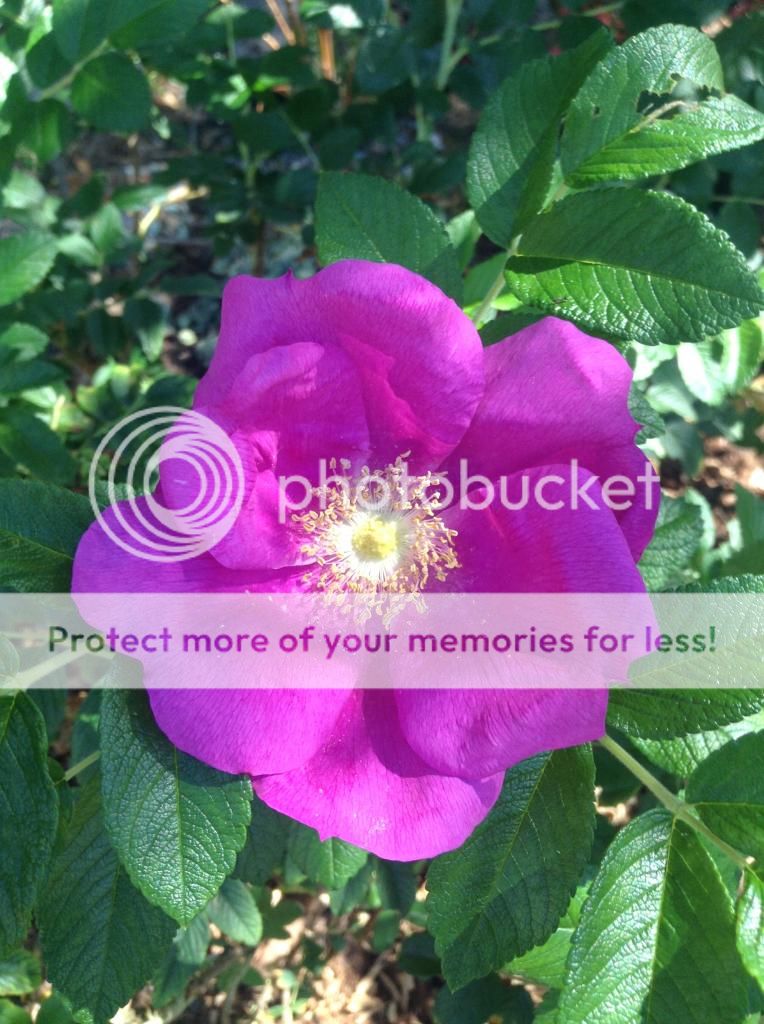  photo IMG_1078_zpsc0a0f0f7.jpg