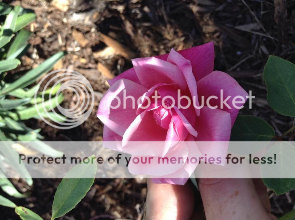  photo IMG_1083_zps4a0de063.jpg