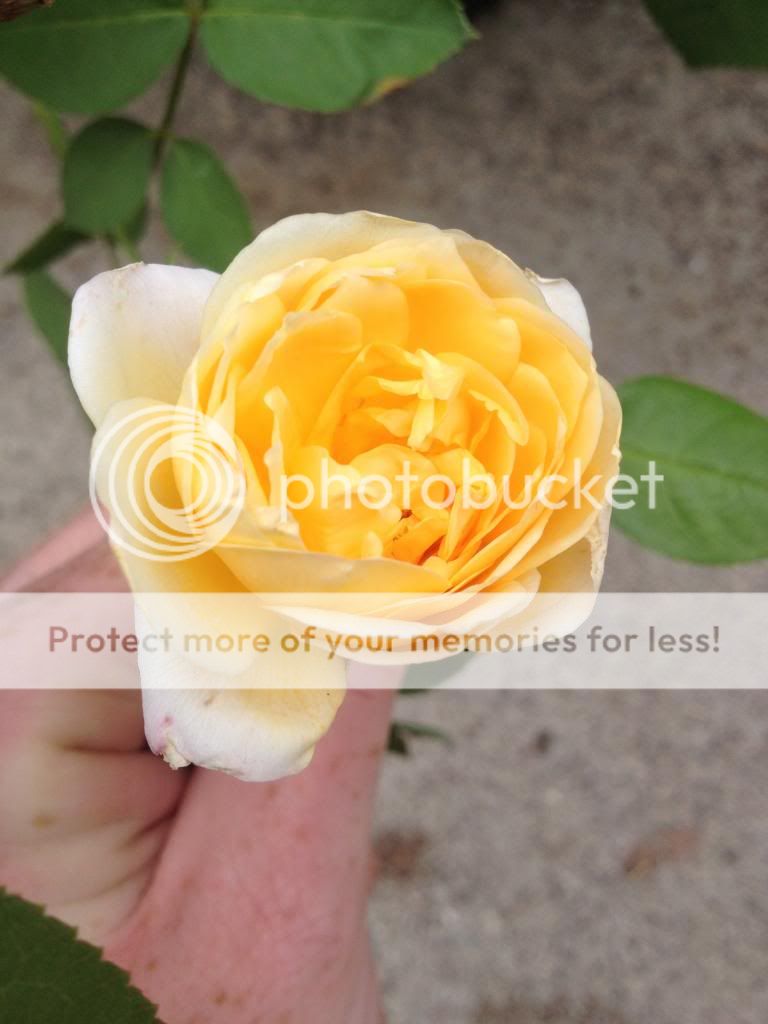  photo IMG_1101_zpsba047c00.jpg