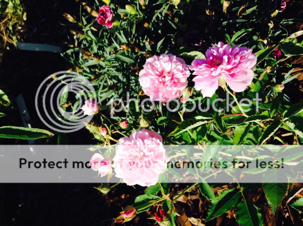  photo IMG_1105_zps1e3bf36a.jpg