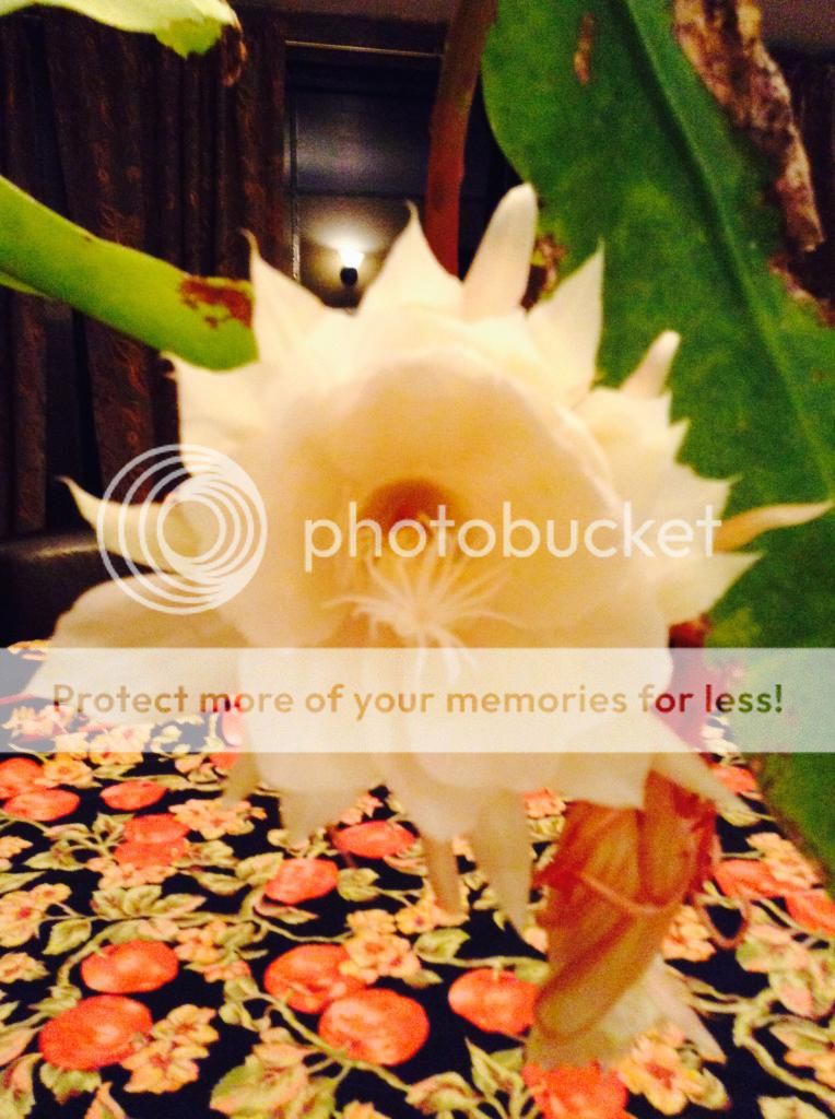  photo IMG_1131_zps53e17492.jpg