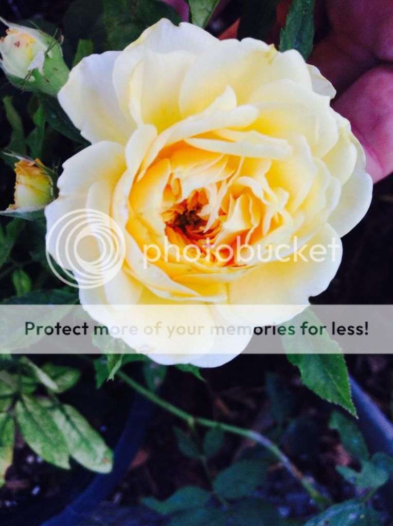  photo IMG_1186_zps6671d38b.jpg