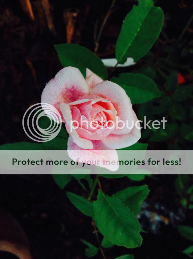  photo IMG_1190_zpsfb605a78.jpg