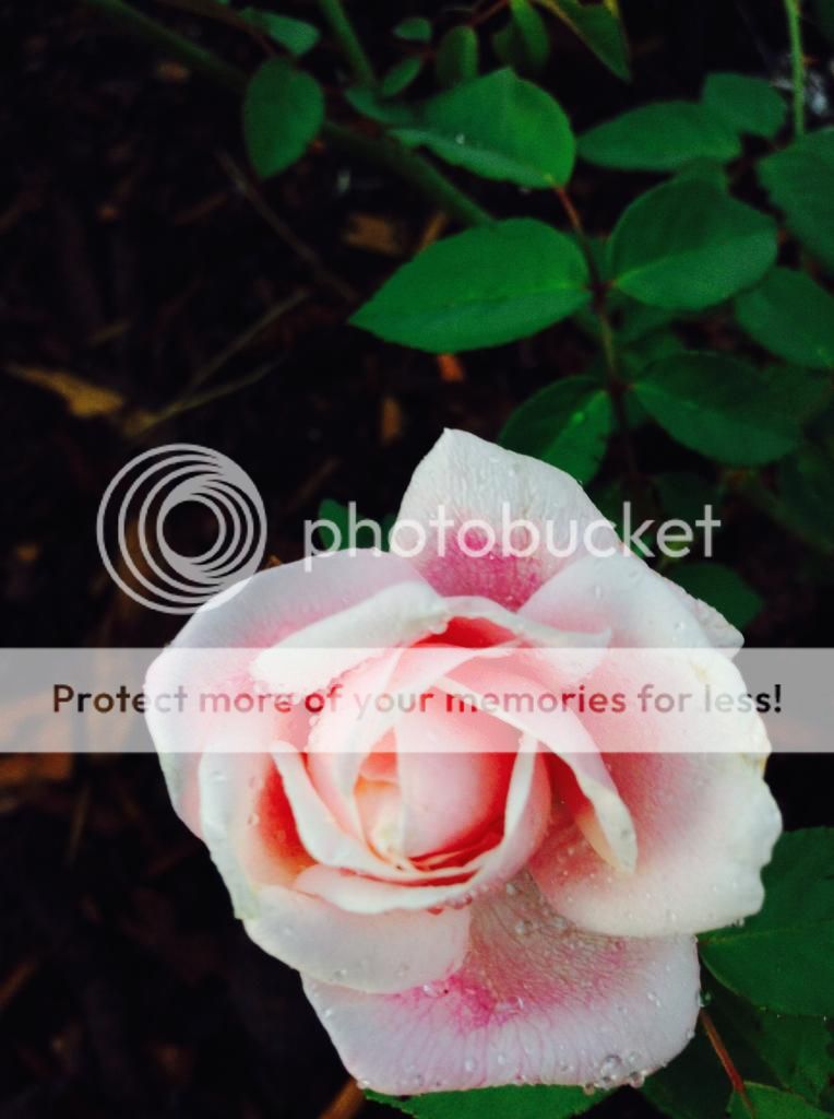  photo IMG_1194_zpsb91a1b3f.jpg