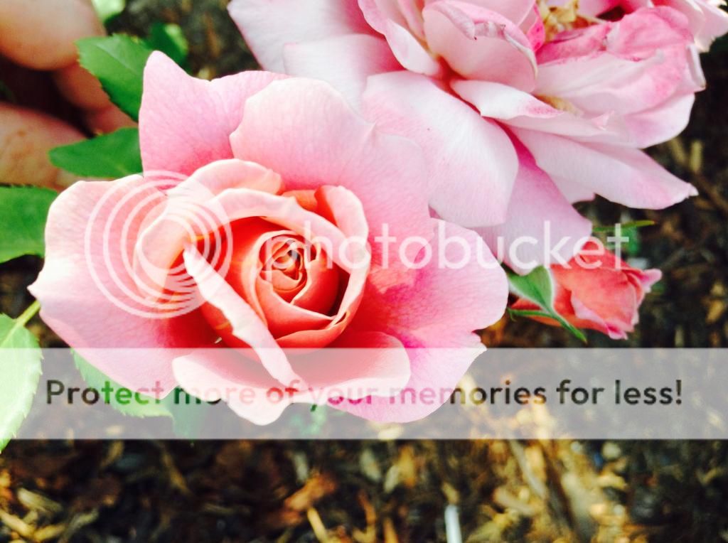  photo IMG_1200_zps5ed680d1.jpg