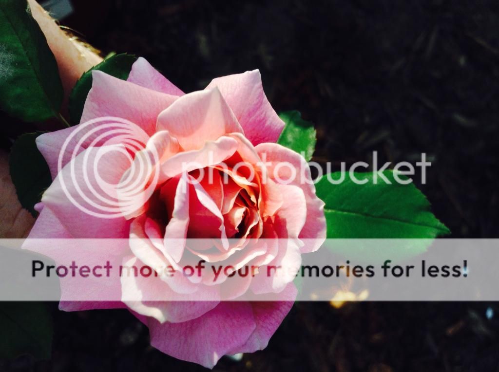  photo IMG_1201_zps0c9ce403.jpg