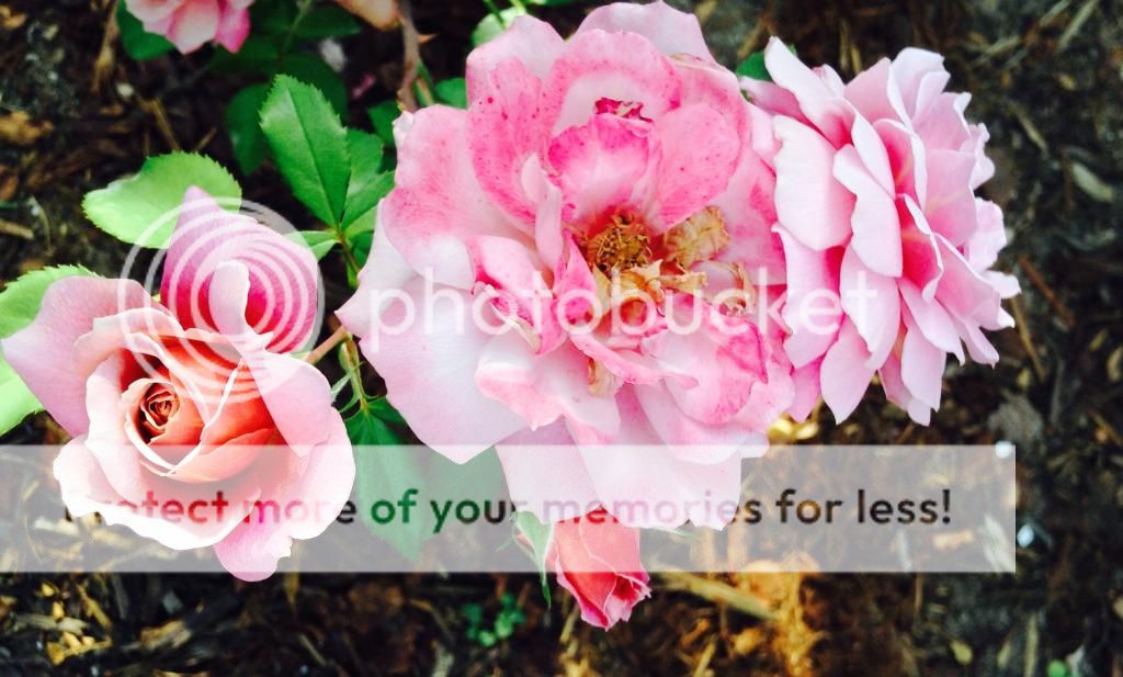  photo IMG_1203_zpsef610048.jpg