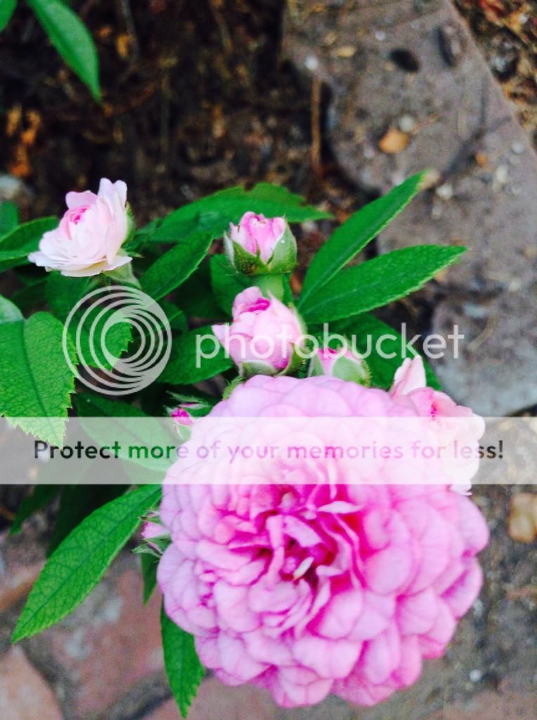  photo IMG_1209_zpsb10b176c.jpg