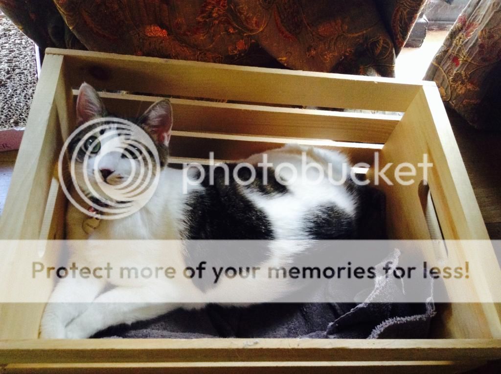  photo IMG_1211_zps7c6dc1db.jpg