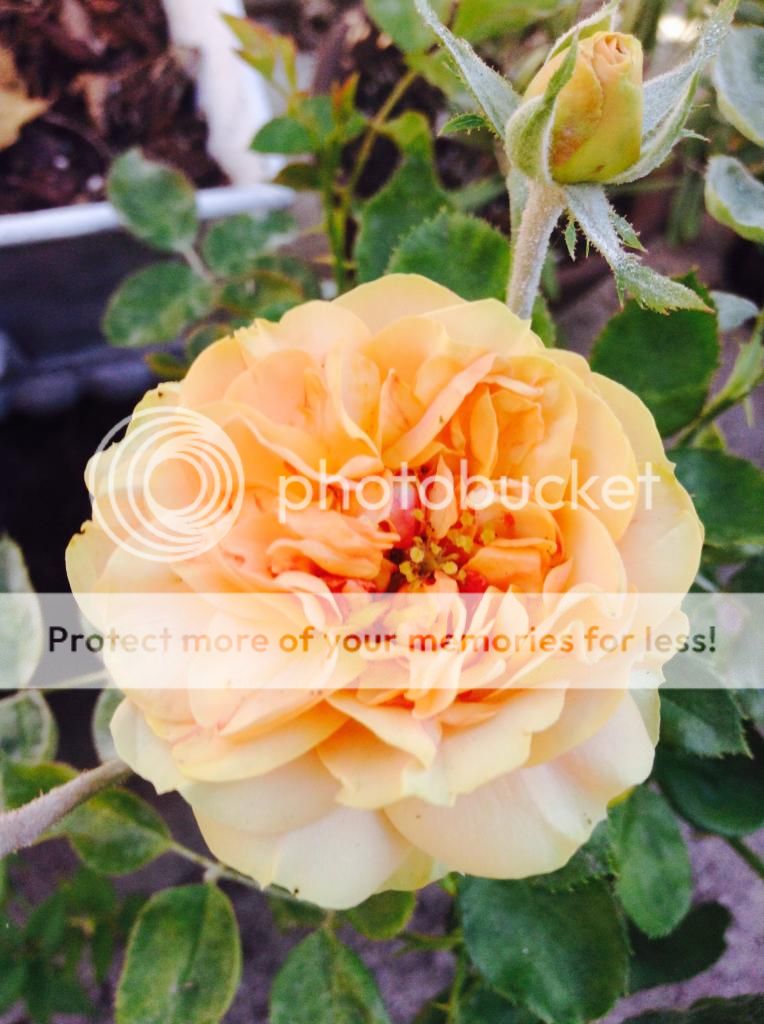  photo IMG_1213_zps08e30e31.jpg