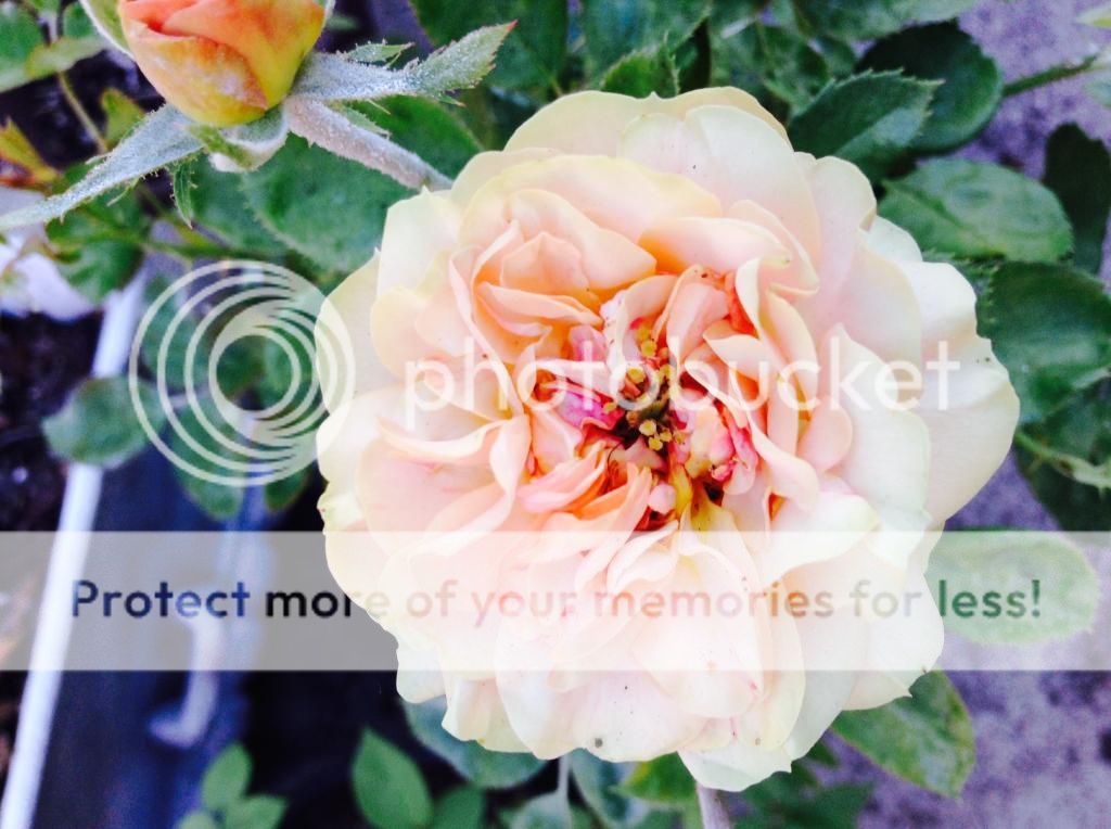  photo IMG_1215_zpsdc7e60f6.jpg