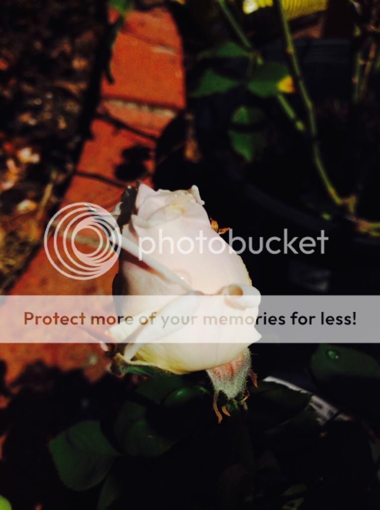  photo IMG_1234_zpsbd73740e.jpg