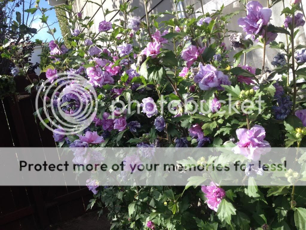  photo IMG_1424_zpsf9ee344b.jpg