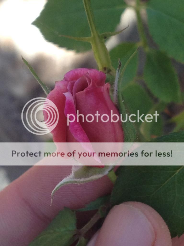  photo IMG_1888_zpse1705529.jpg