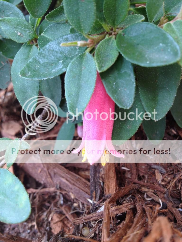  photo IMG_2015_zpsde60bc62.jpg