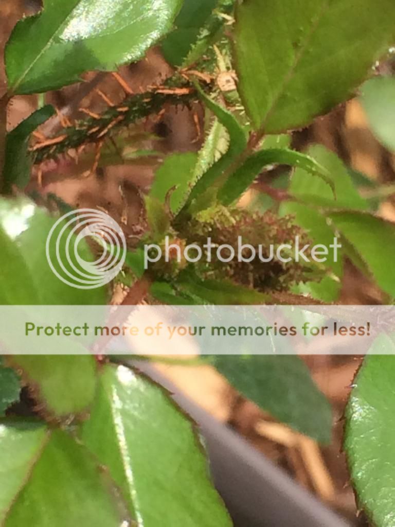  photo IMG_2082_zpsa74de133.jpg