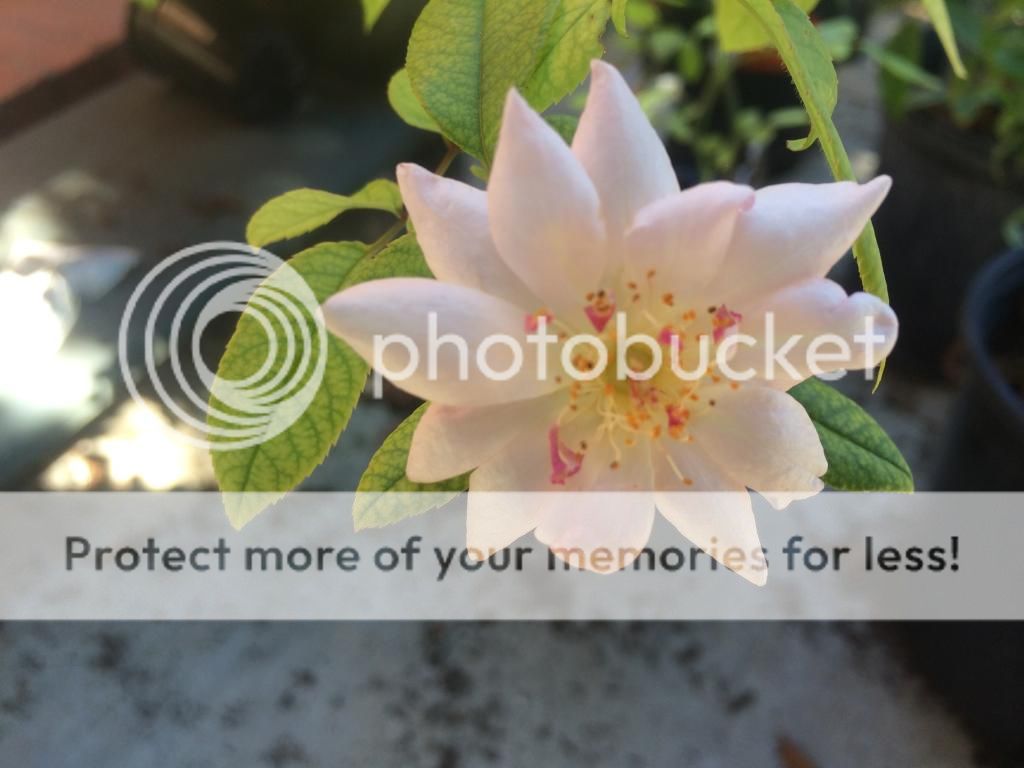  photo IMG_2199_zps61b68601.jpg