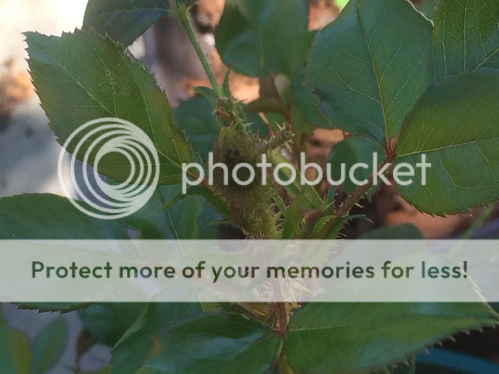  photo IMG_2204_zps07751015.jpg