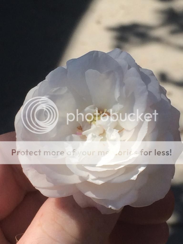  photo IMG_2205_zps171d9914.jpg