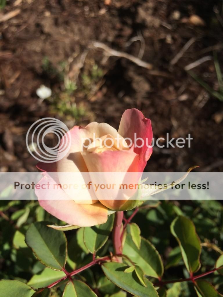  photo IMG_2210_zps16644ae1.jpg