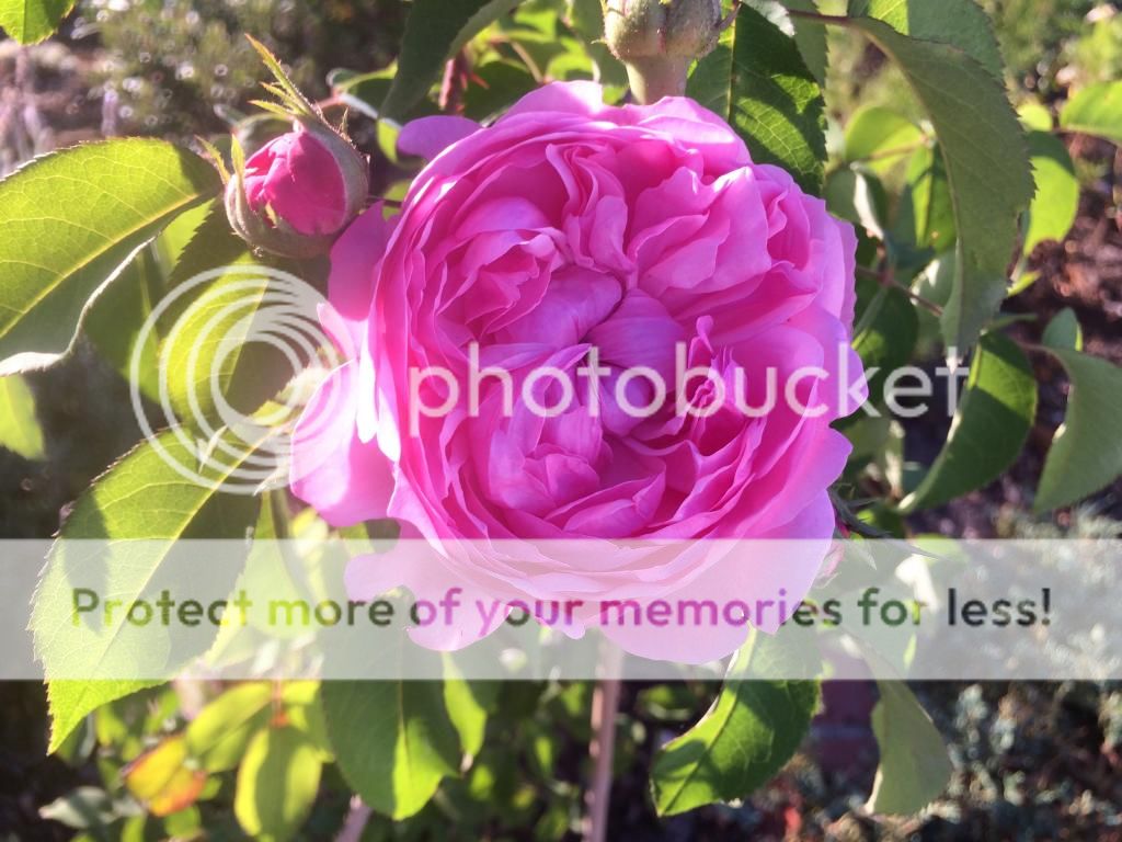  photo IMG_2233_zps1c8c36b6.jpg