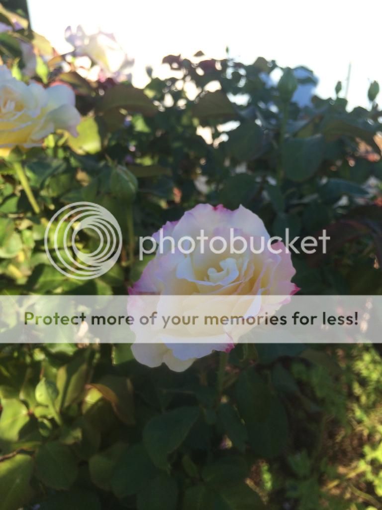  photo IMG_2238_zpsf3870cab.jpg