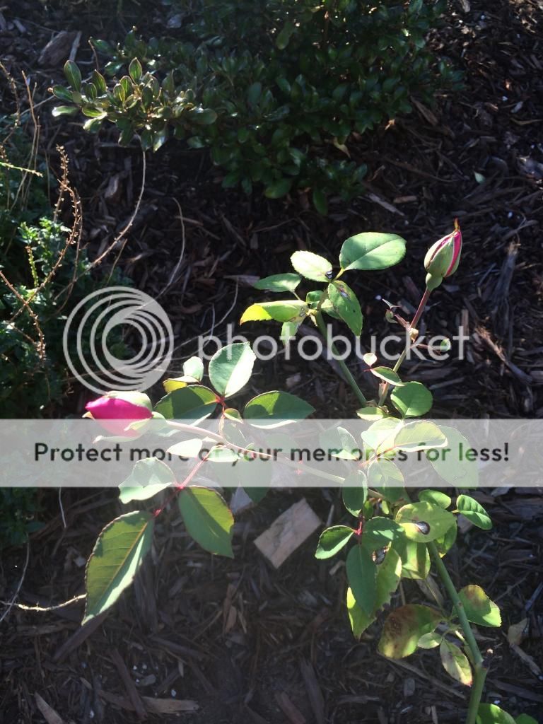  photo IMG_2250_zps1f6e671e.jpg