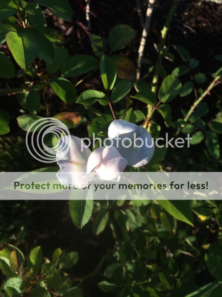  photo IMG_2251_zpsd5fe8282.jpg