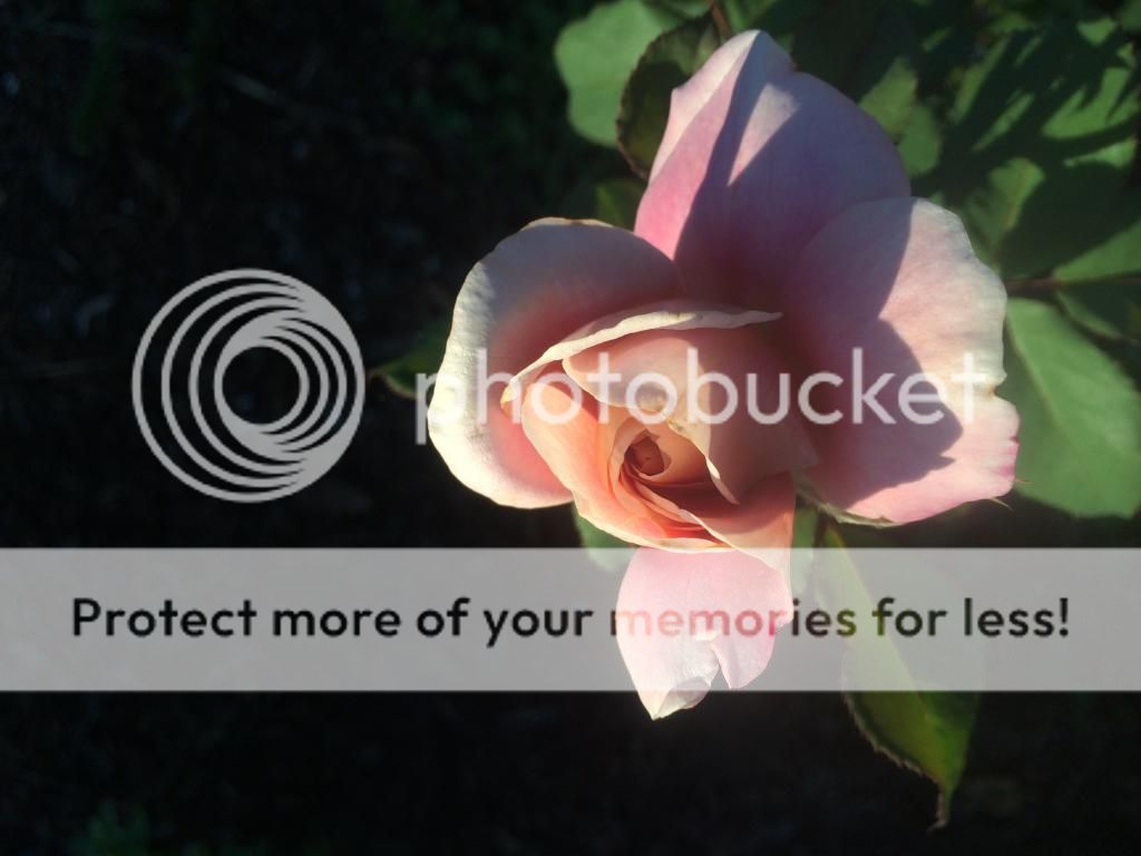  photo IMG_2254_zps5ef54a82.jpg