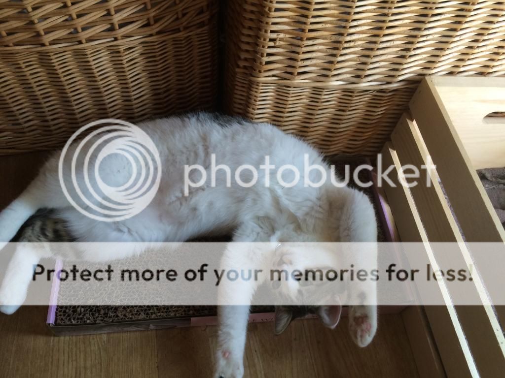  photo IMG_2302_zps93537e3f.jpg